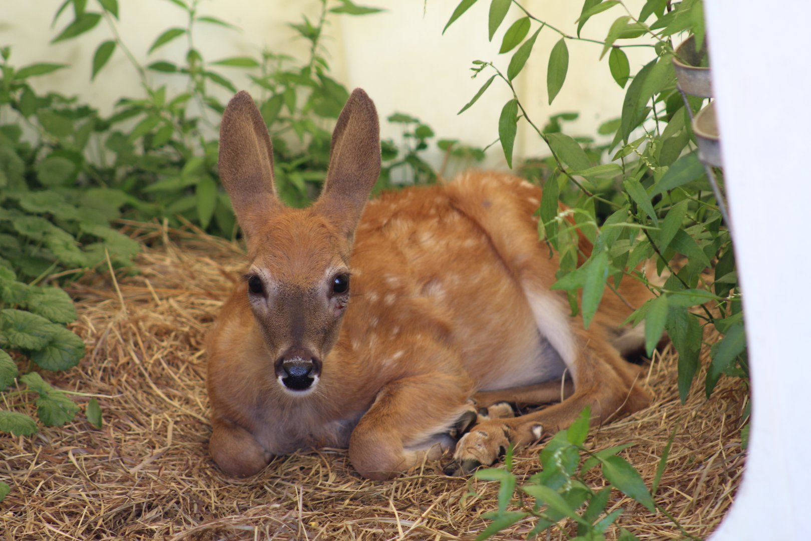 White-Tailed Deer Fawn