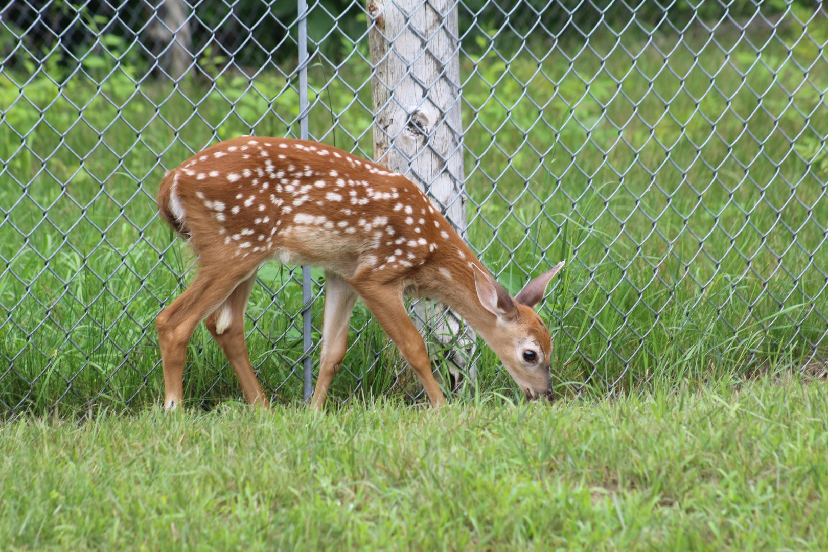 White-Tailed Deer Fawn