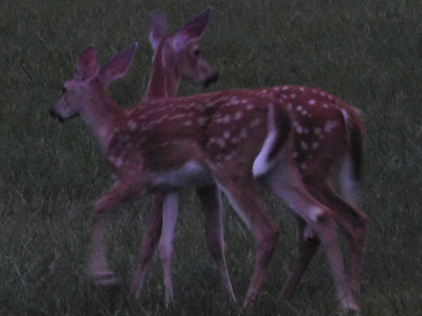 White tailed deer fawns