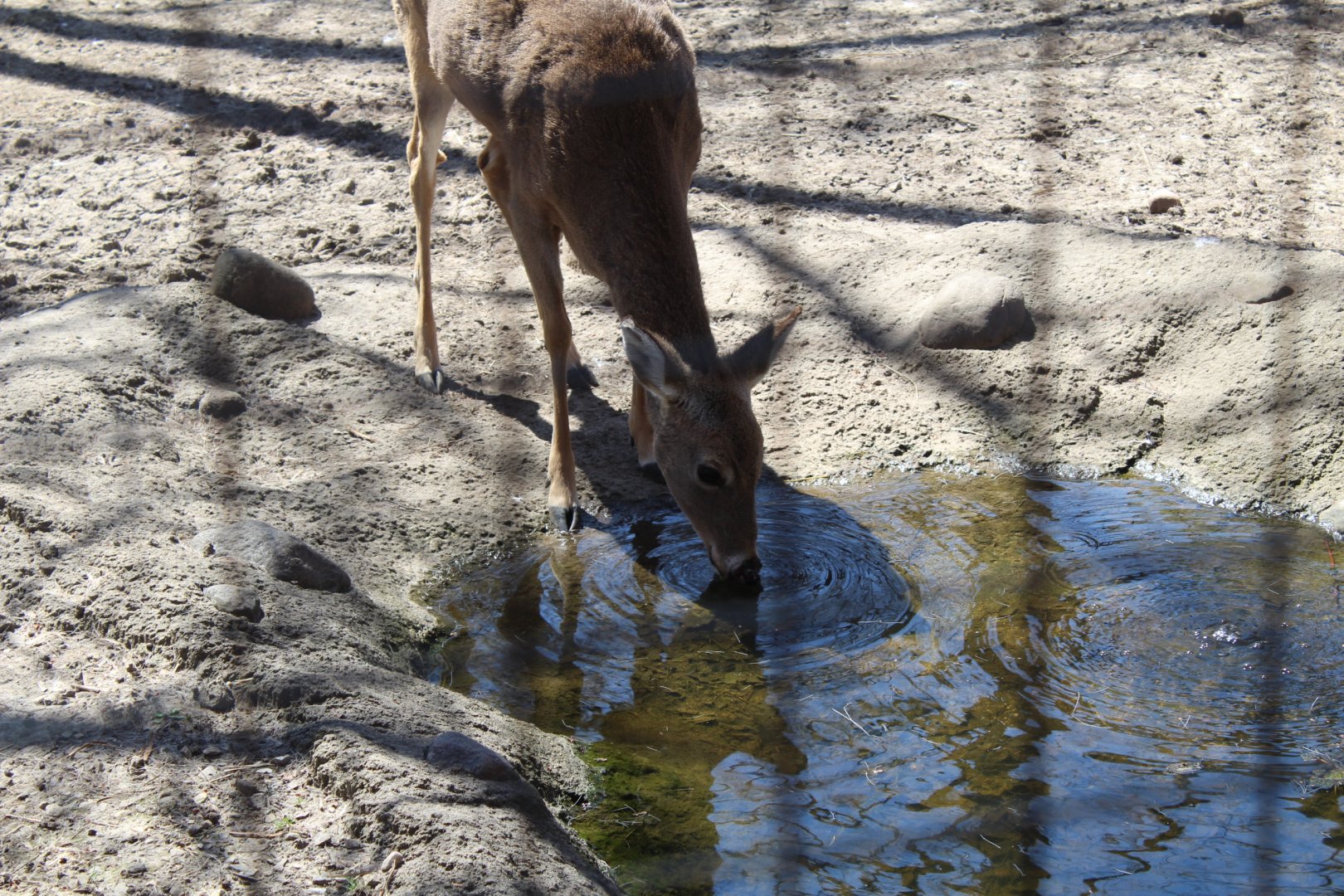 White-tailed Deer Getting a Drink - Wilds of Illinois