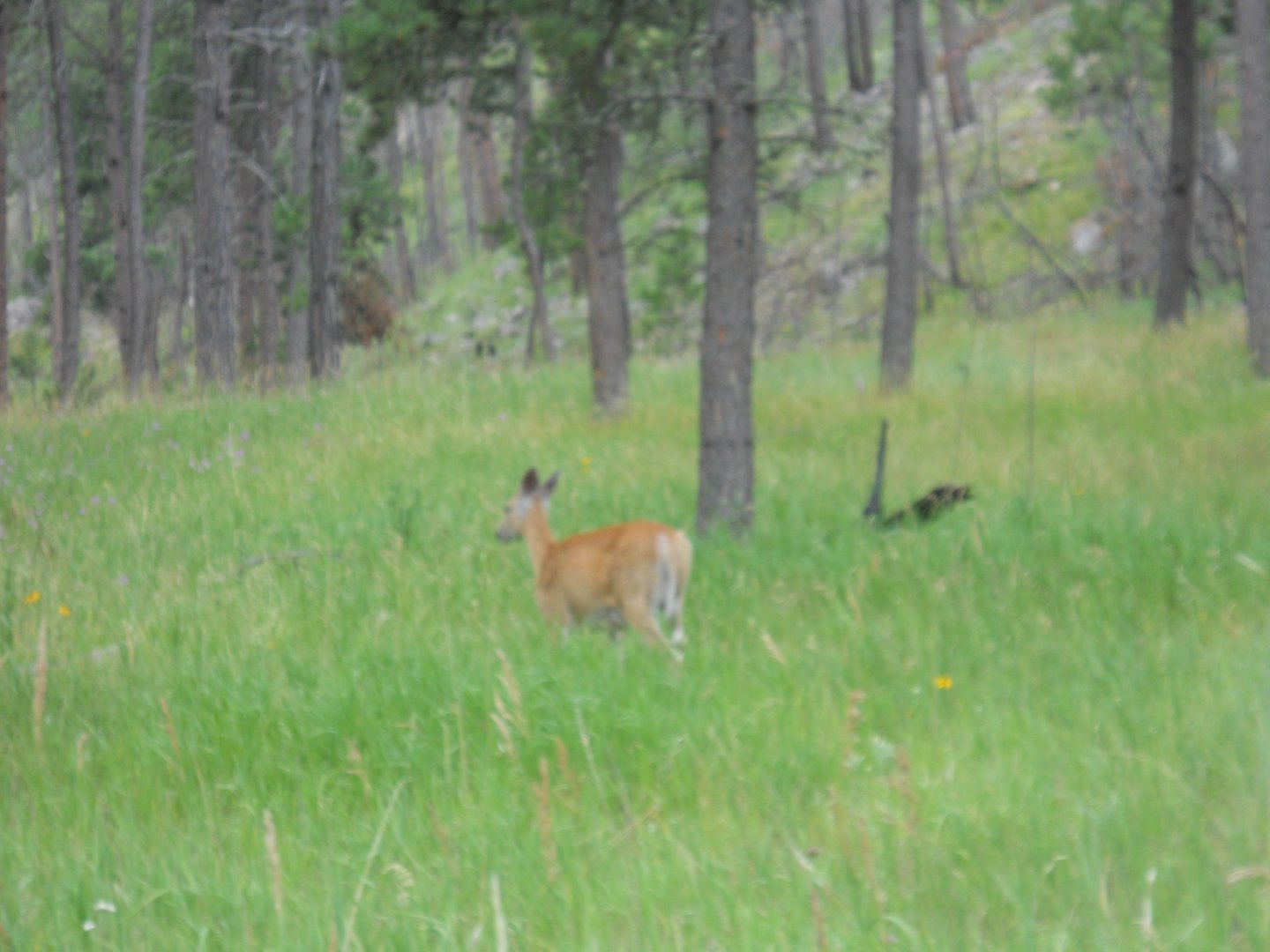 White-tailed deer in Custer State Park
