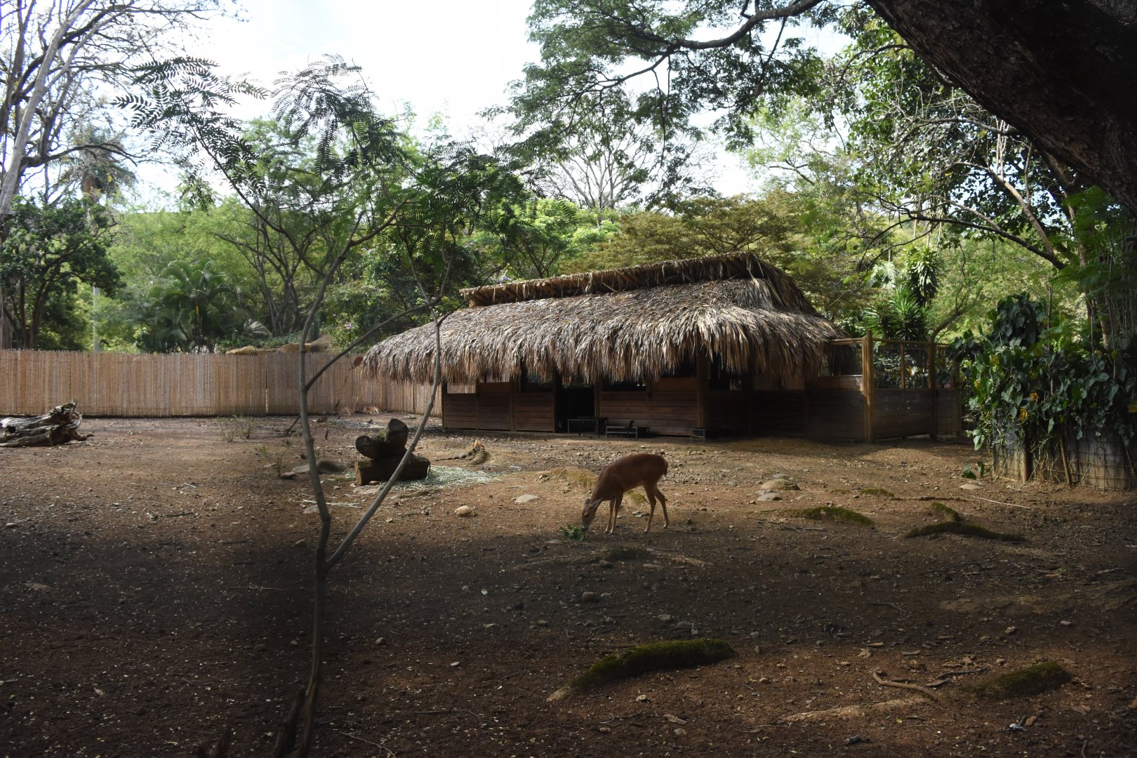 White tailed deer (Odocoileus Virginians)