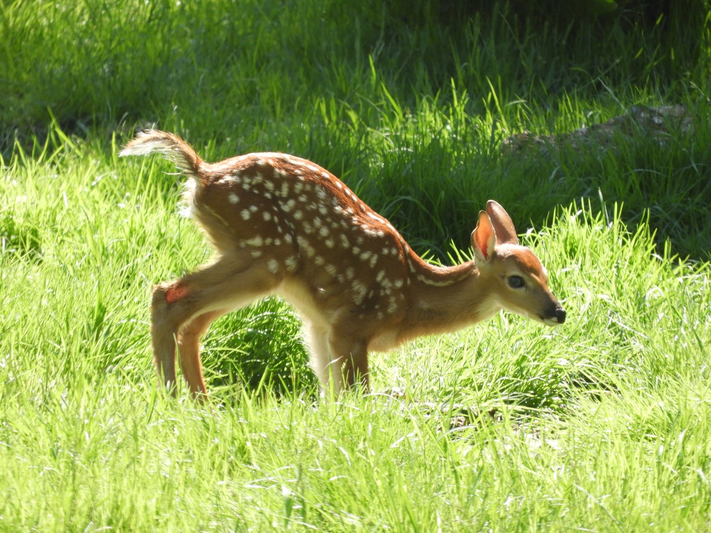 White-tailed Deer (Odocoileus virginianus) fawn