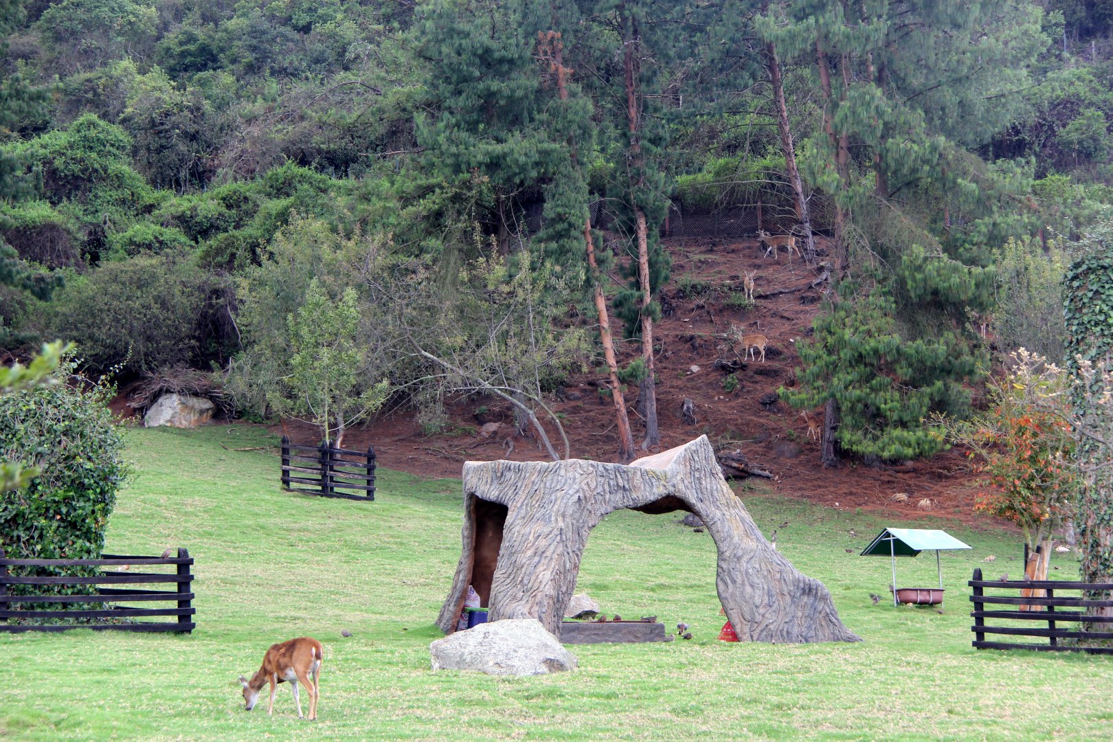 White-tailed deer (Odocoileus virginianus goudotii) exhibit