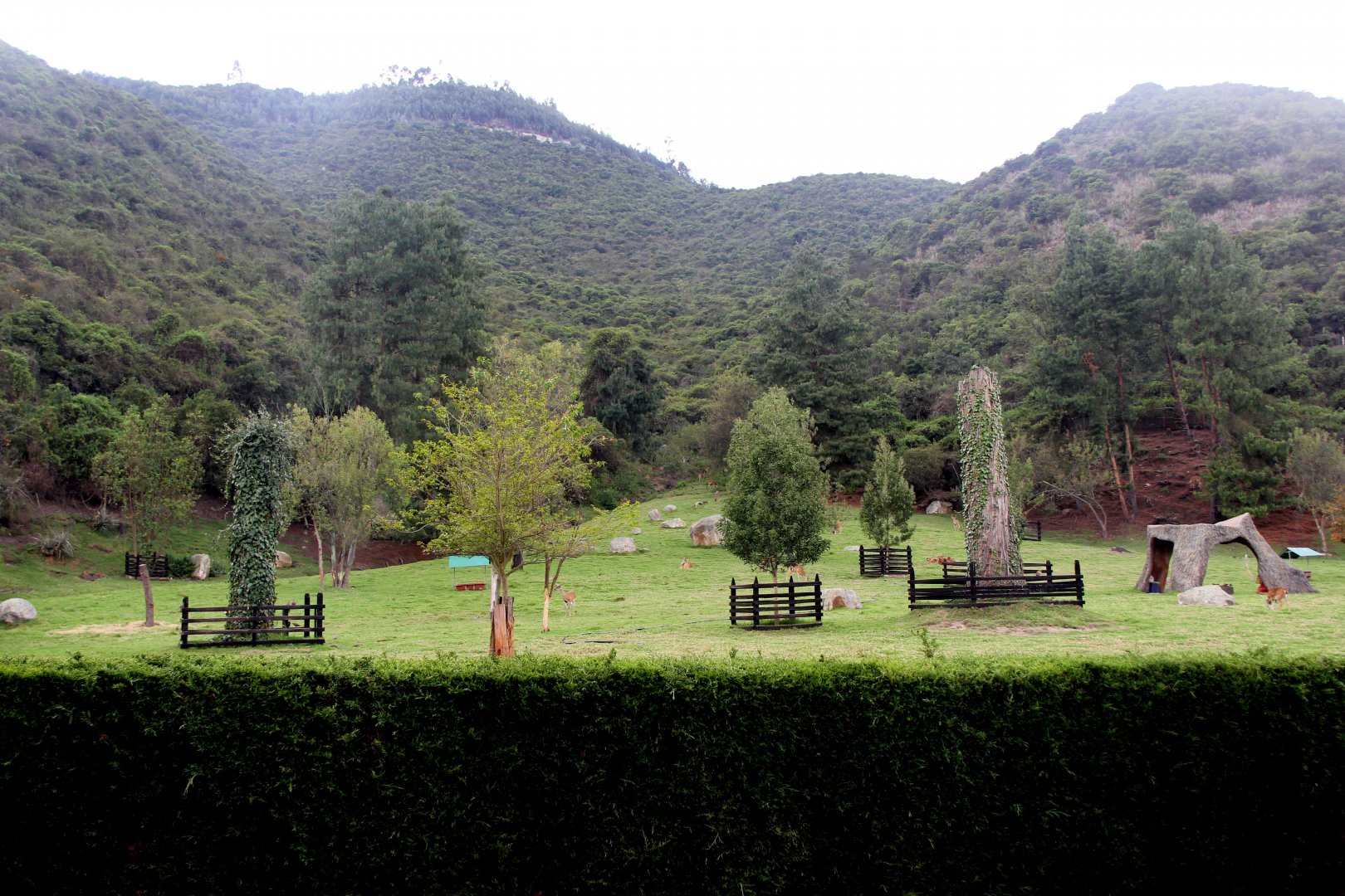 White-tailed deer (Odocoileus virginianus goudotii) exhibit