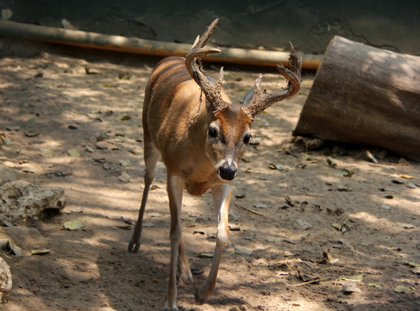 White-tailed deer (Odocoileus virginianus goudotii)