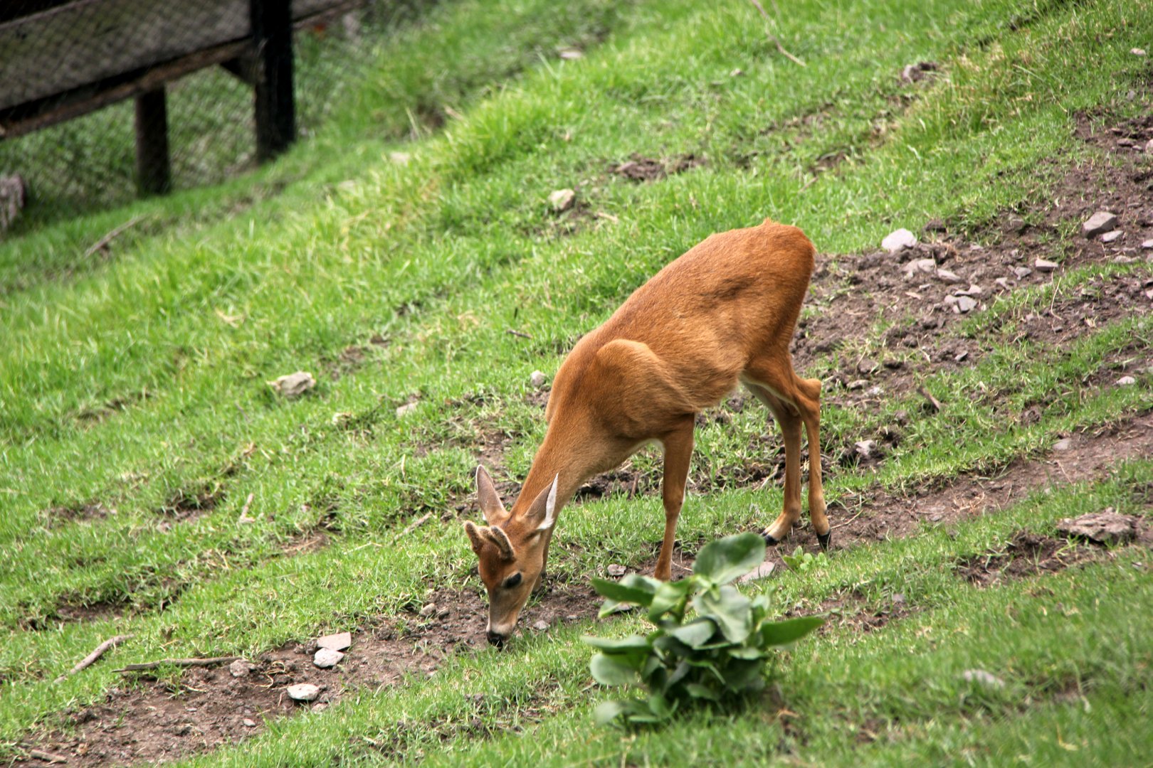 White-tailed deer (Odocoileus virginianus goudotii)