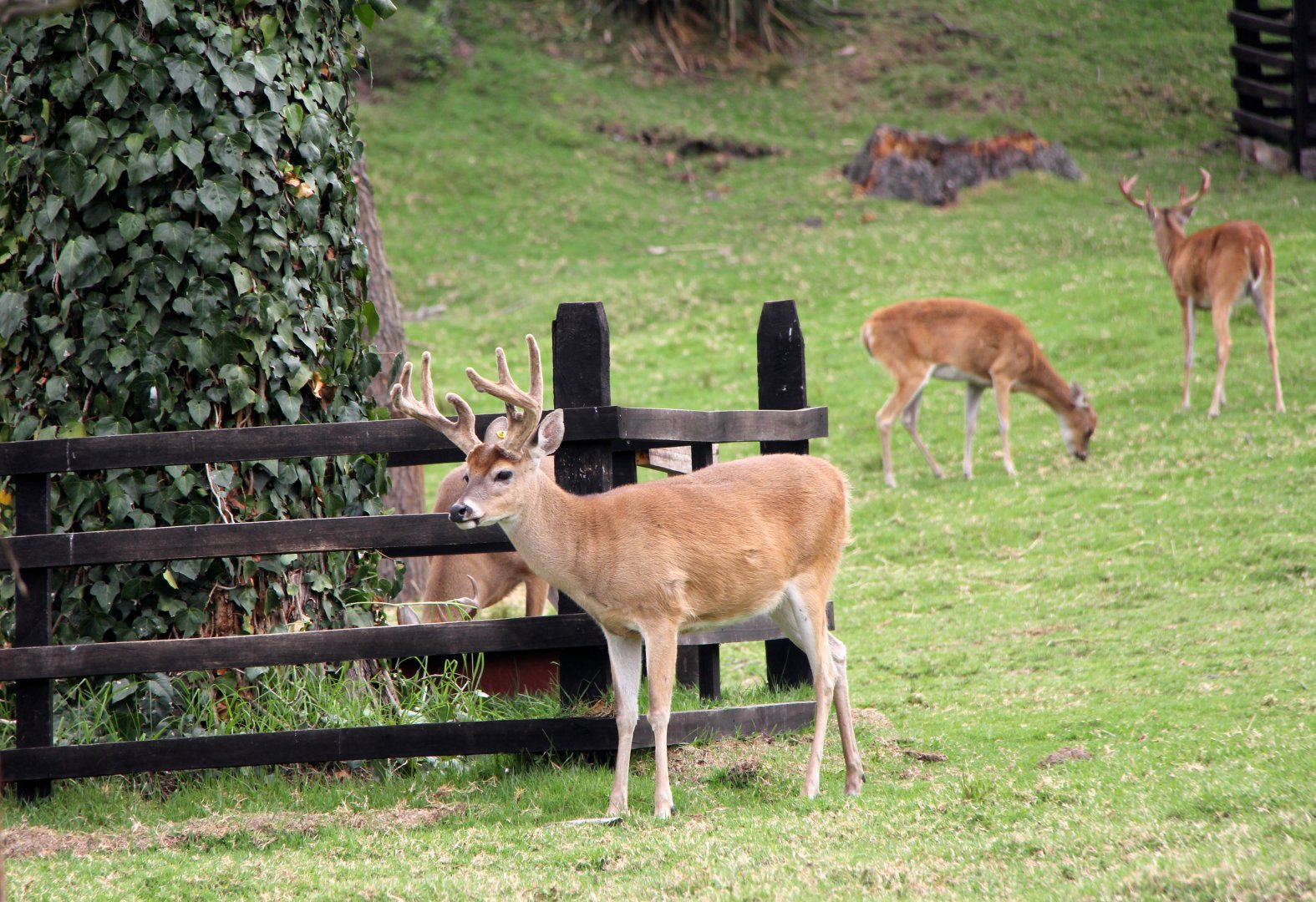 White-tailed deer (Odocoileus virginianus goudotii)
