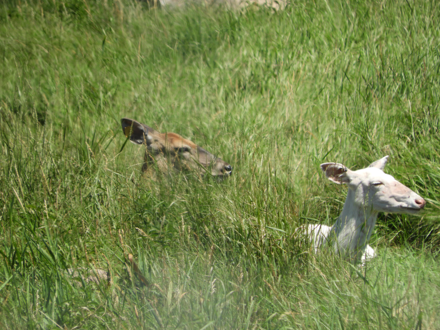 White-Tailed Deer (Odocoileus virginianus), including one albino