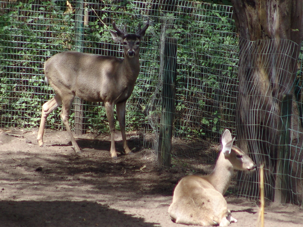 White-tailed Deer (Odocoileus virginianus peruvianus)