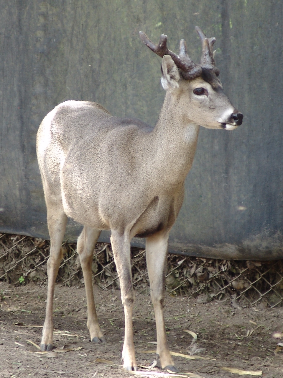 White-tailed Deer (Odocoileus virginianus peruvianus)