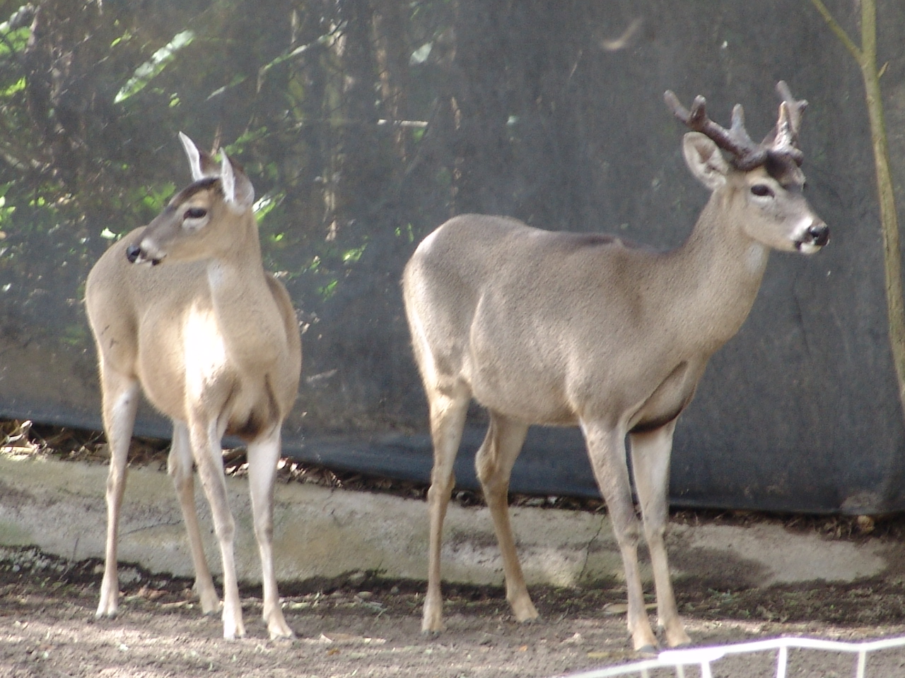 White-tailed Deer (Odocoileus virginianus peruvianus)