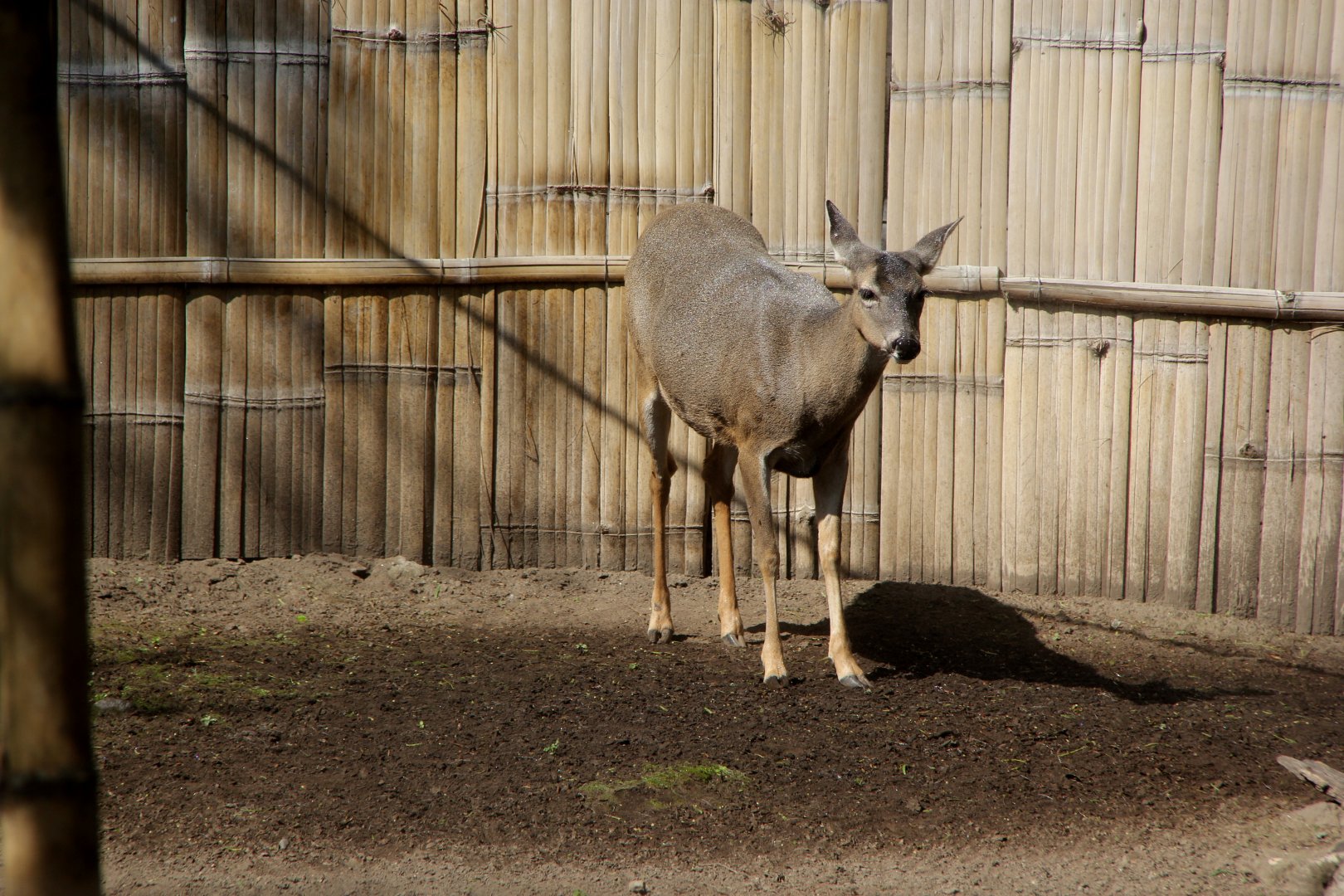 White-tailed Deer (Odocoileus virginianus peruvianus)