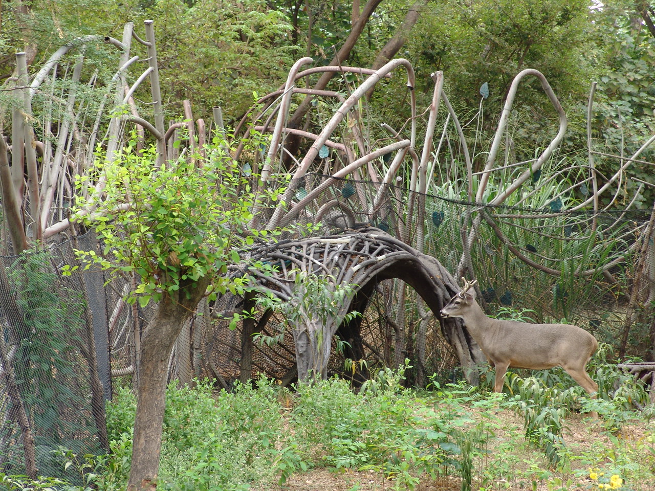 White-tailed Deer (Odocoileus virginianus ustus)