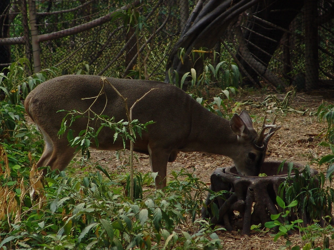 White-tailed Deer (Odocoileus virginianus ustus)