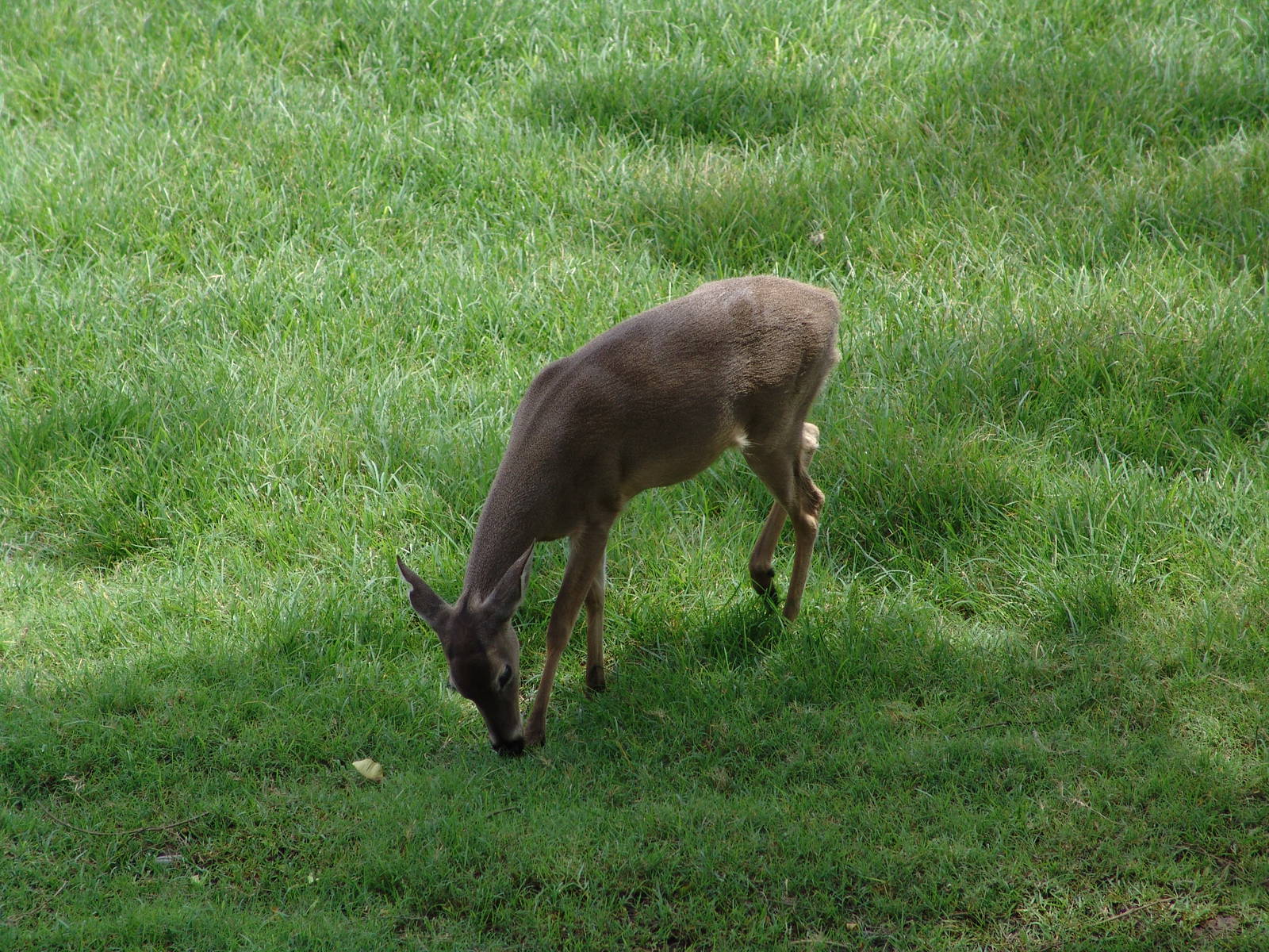 White-tailed Deer (Odocoileus virginianus)