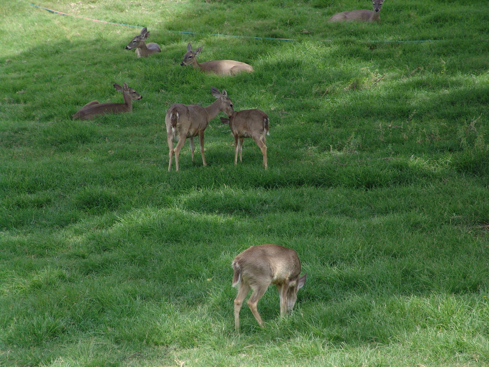 White-tailed Deer (Odocoileus virginianus)