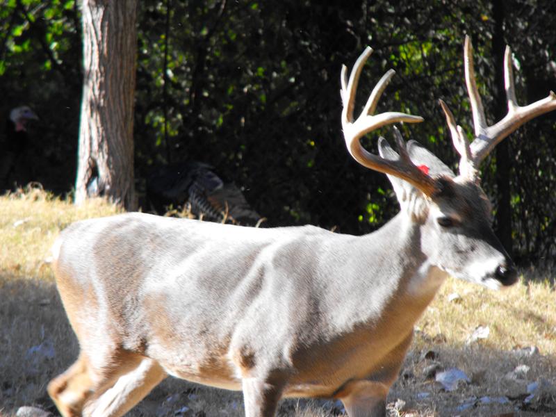 White-tailed Deer (Odocoileus virginianus)