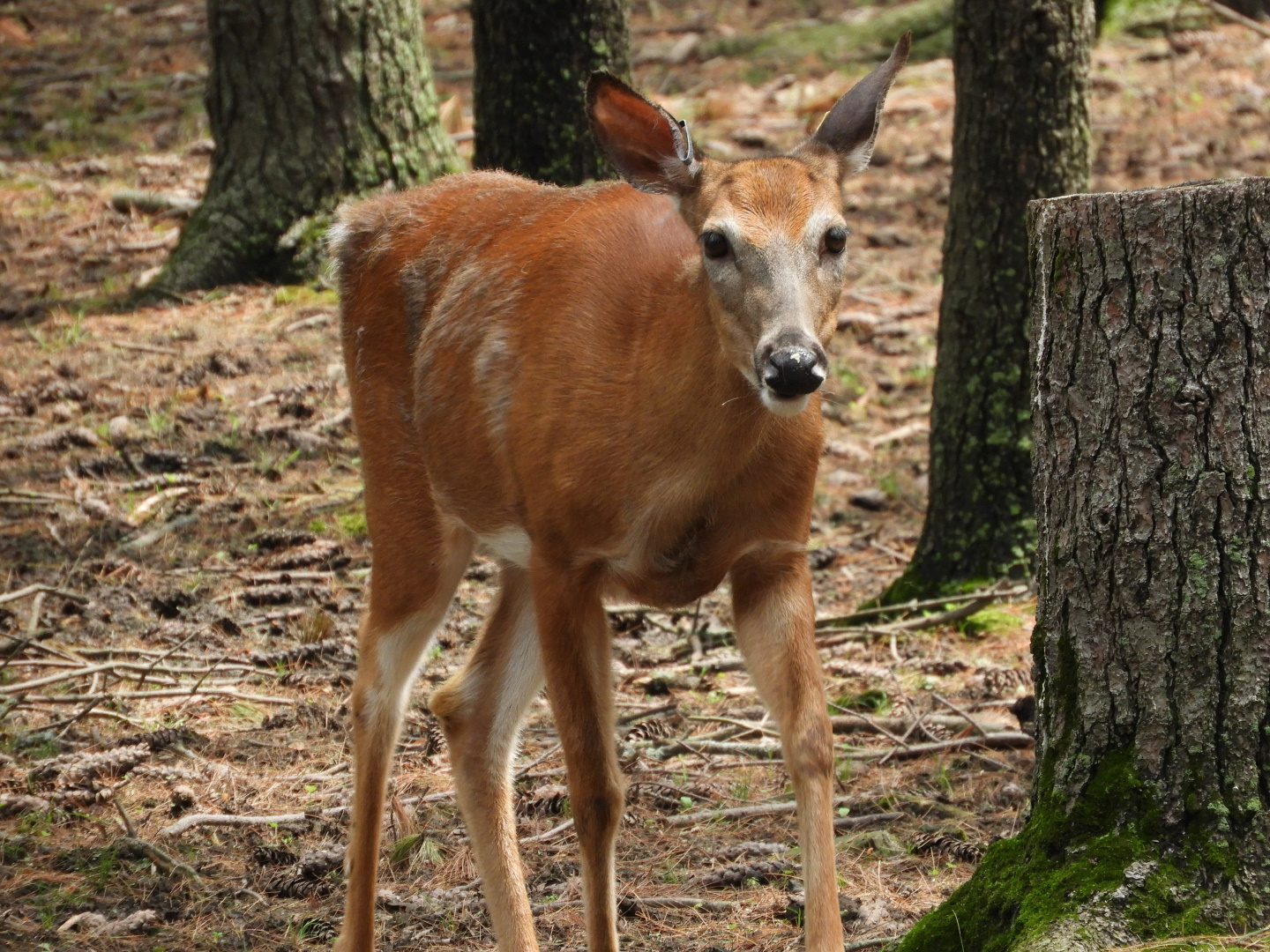 White-Tailed Deer (Odocoileus virginianus)