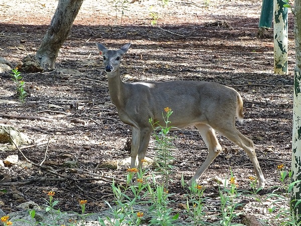 White-tailed deer (Odocoileus virginianus)