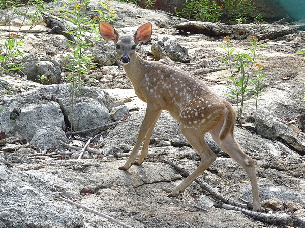 White-tailed deer (Odocoileus virginianus)