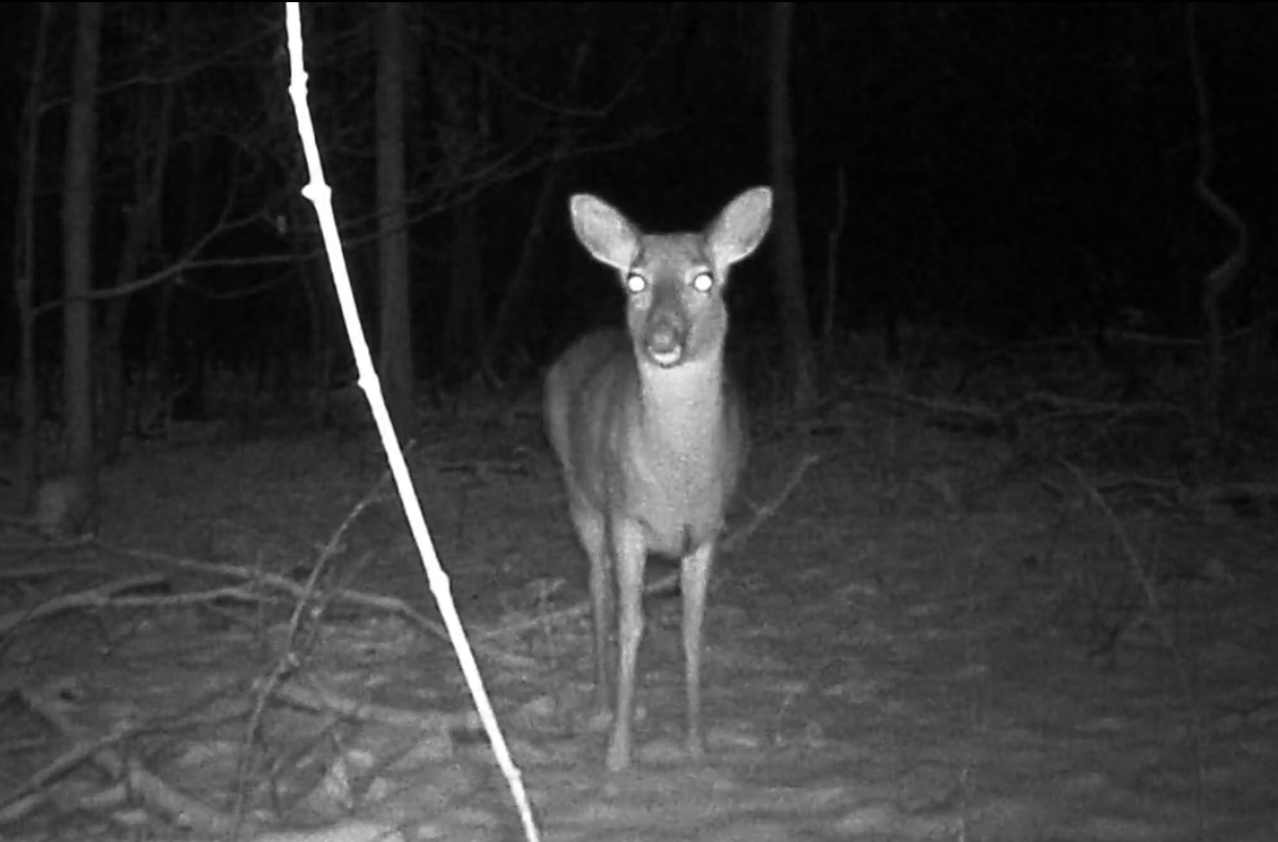 White Tailed Deer (Odocoileus Virginianus)