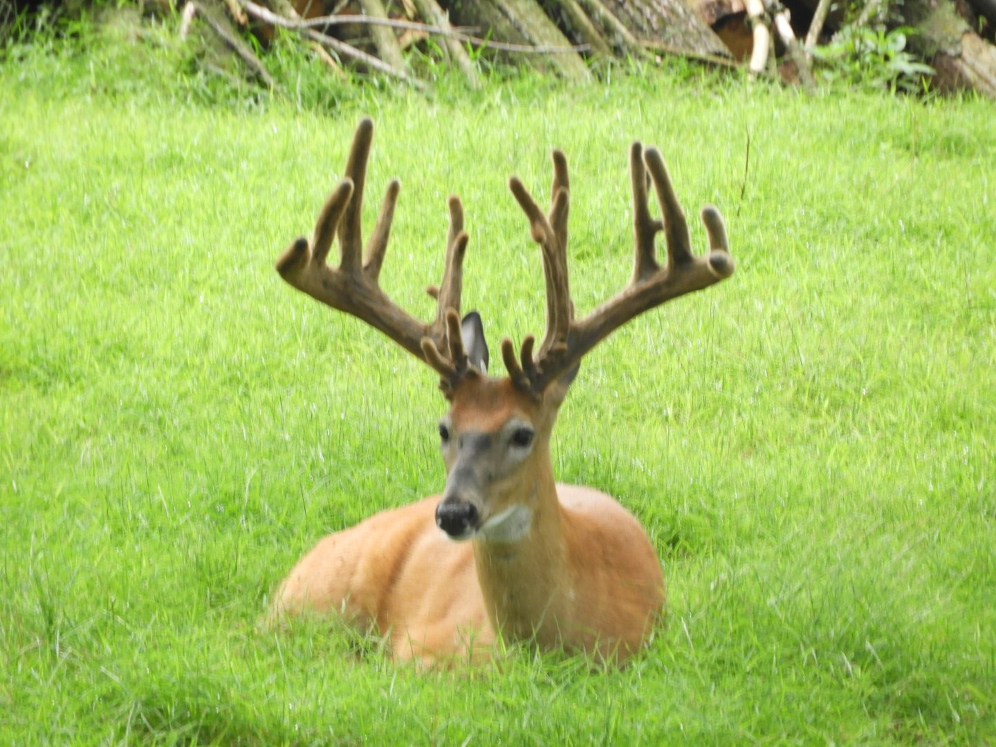 White-tailed Deer (Odocoileus virginianus)