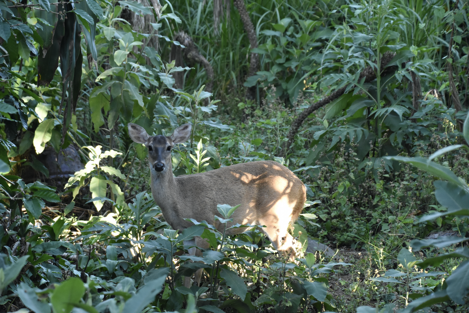 white-tailed deer (Odocoileus virginianus)