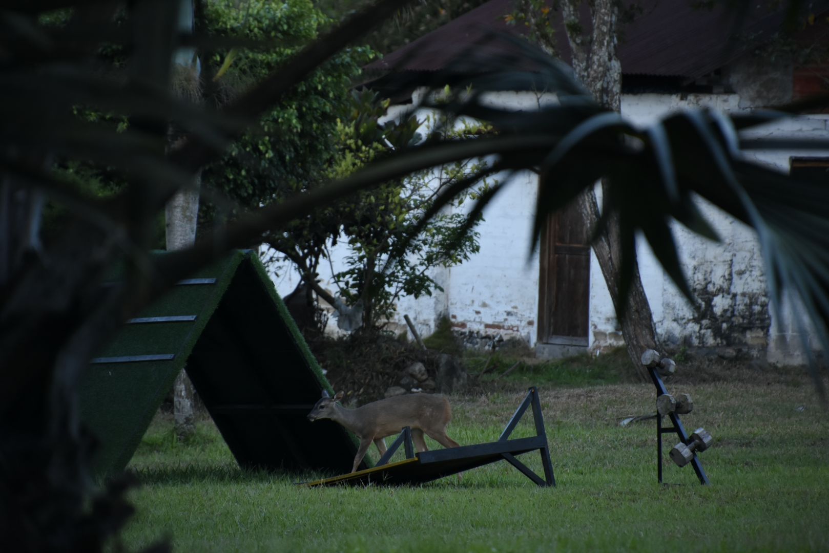 white-tailed deer (Odocoileus virginianus)