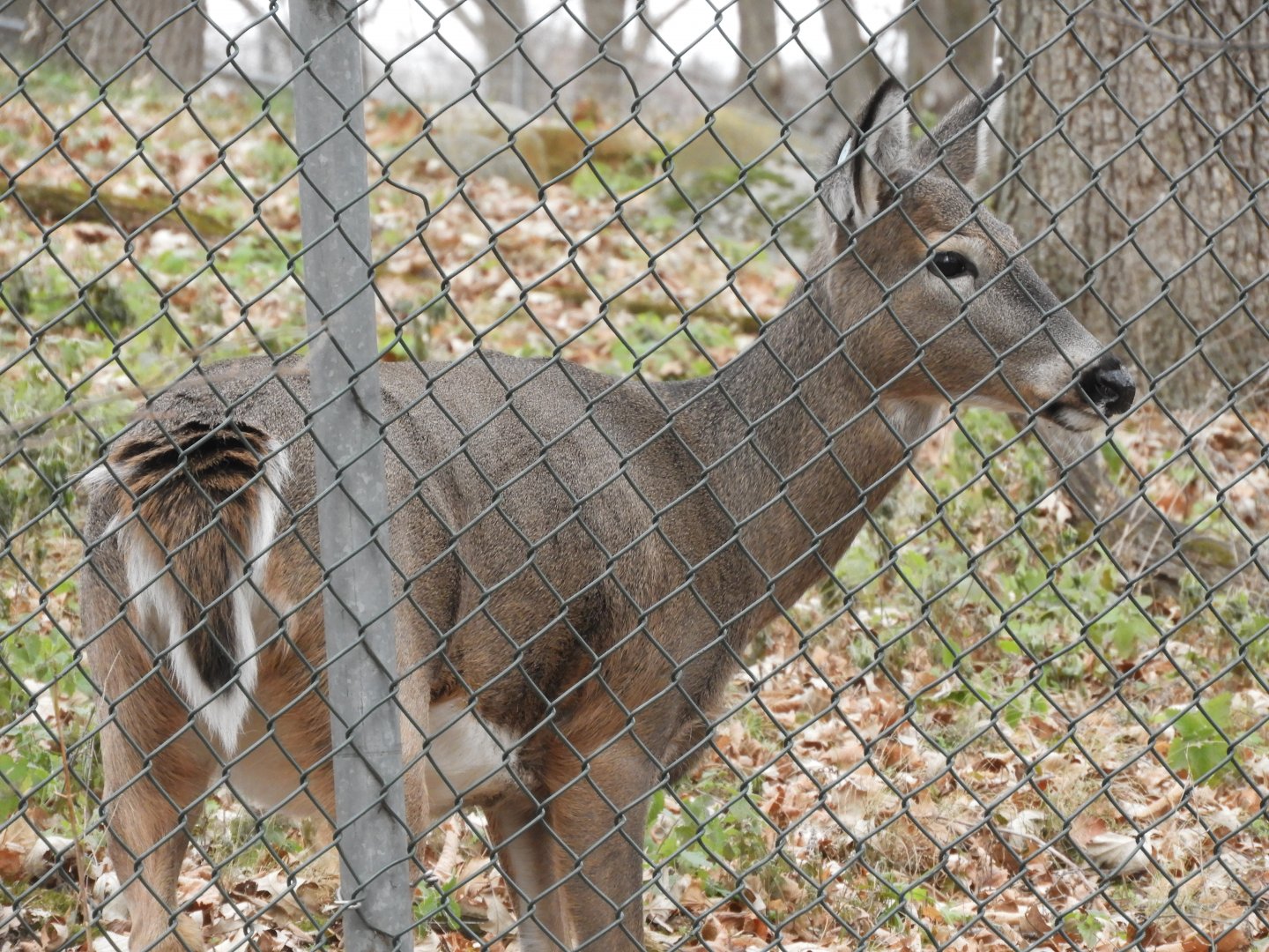 White-tailed Deer (Odocoileus virginianus)