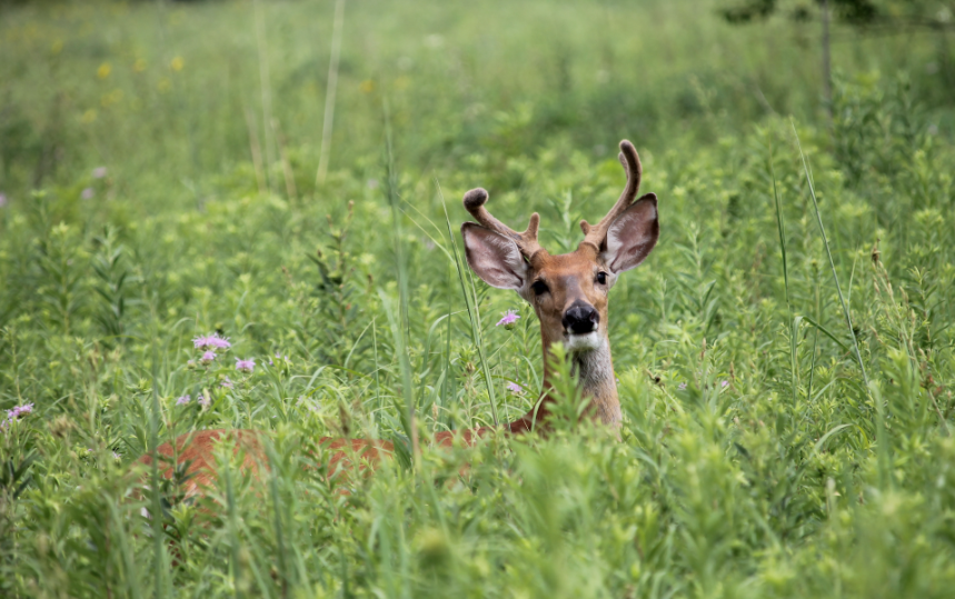 White-tailed Deer (Odocoileus virginianus)