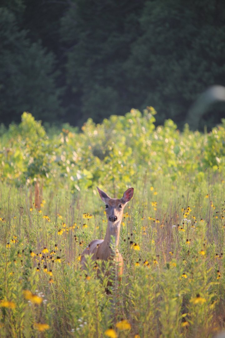 White-Tailed Deer (Odocoileus virginianus)