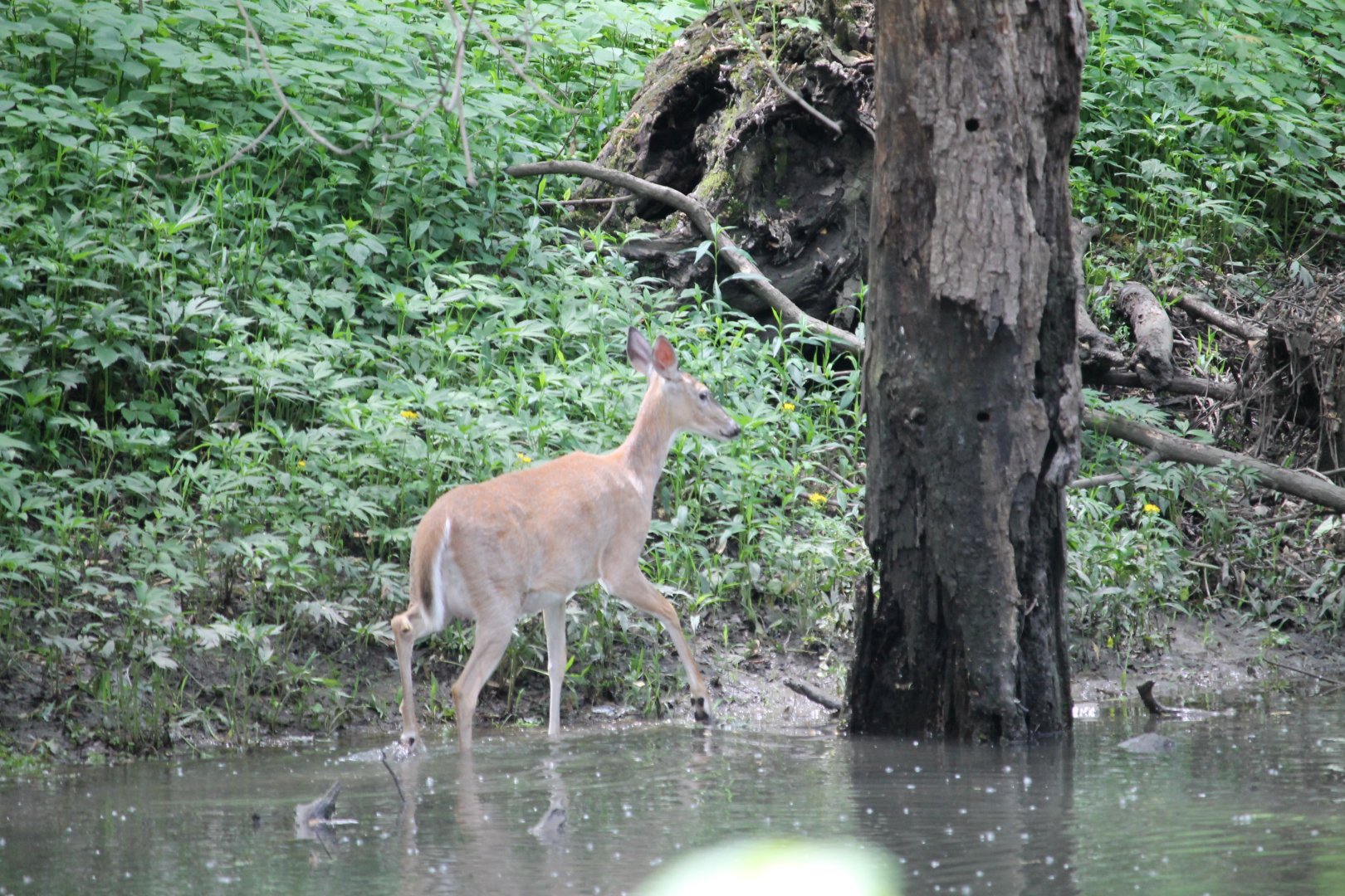 White-Tailed Deer on the riverbank
