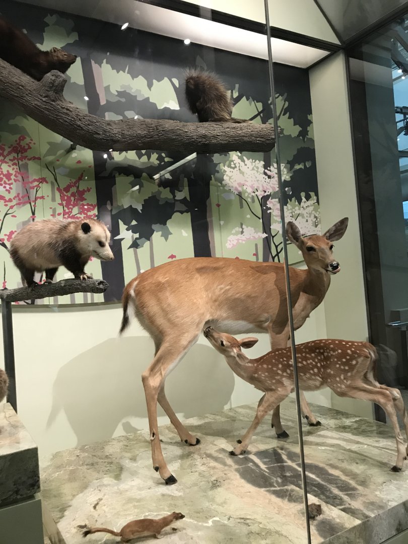 White-Tailed Deer, Opossum, Porcupine, Fisher, Weasel, and Mouse