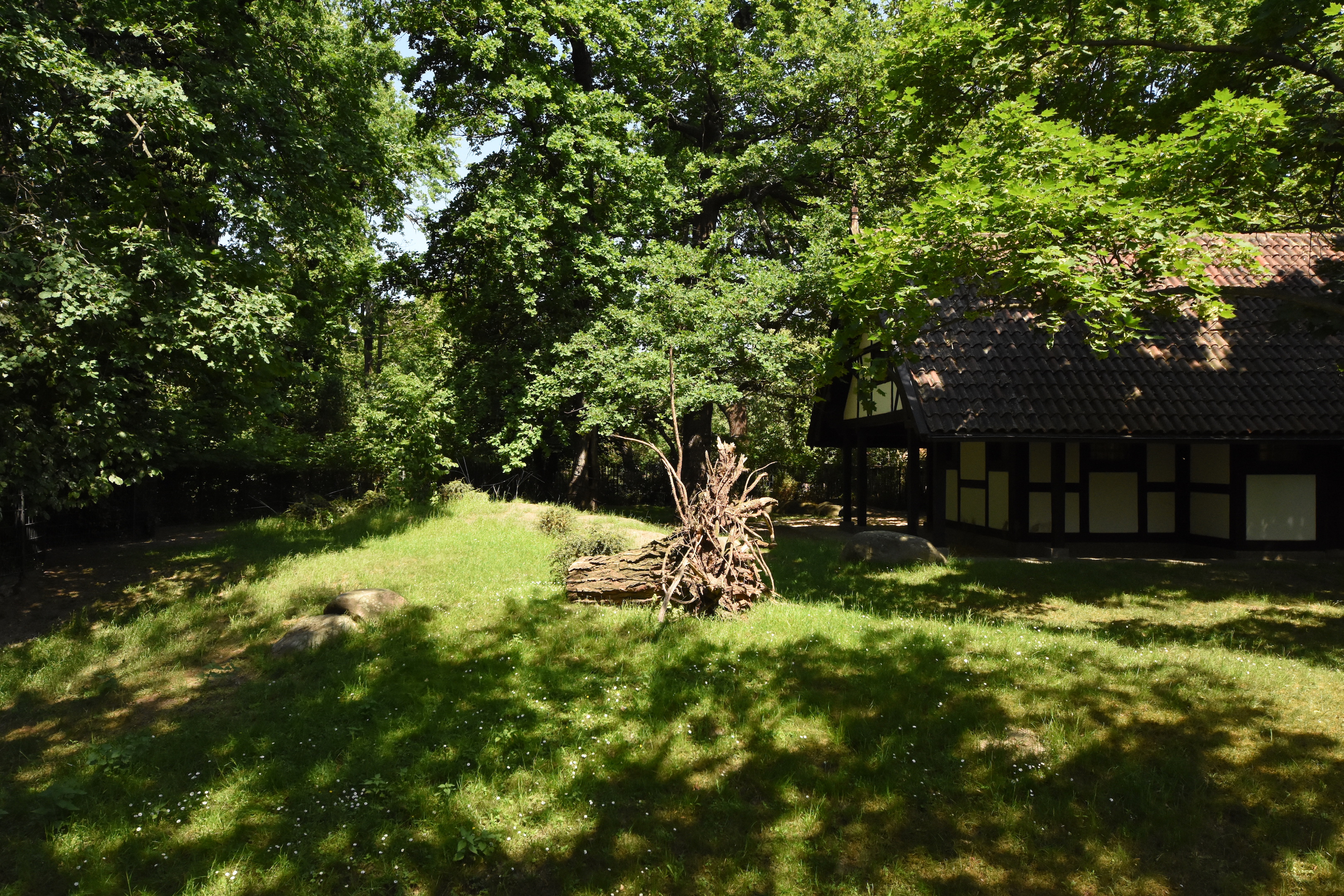 White-tailed deer paddock