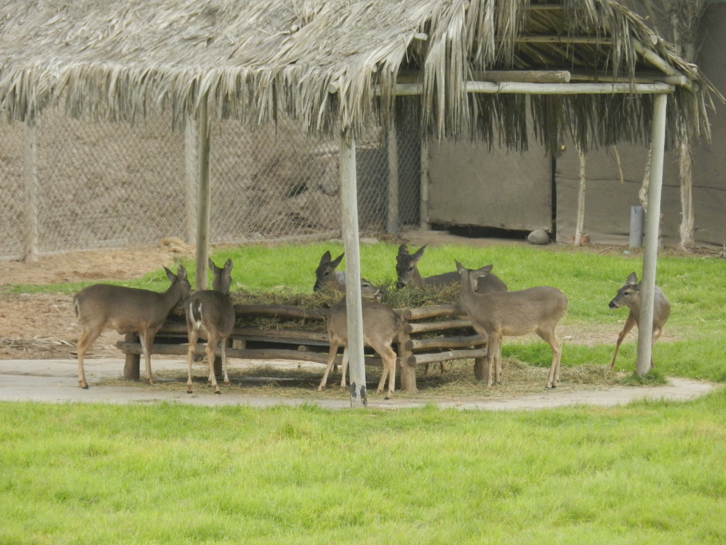 White-tailed deer - Parque de Las Leyendas