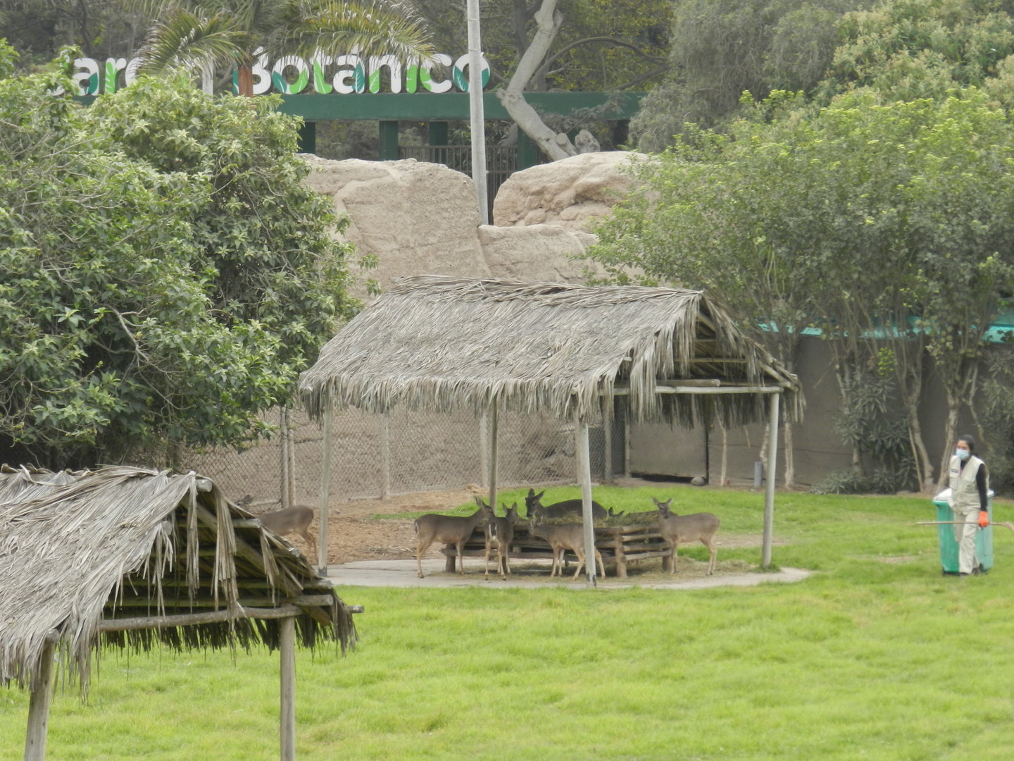 White-tailed deer - Parque de Las Leyendas
