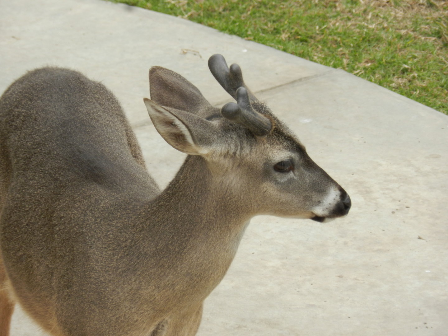White-tailed deer - Parque de Las Leyendas