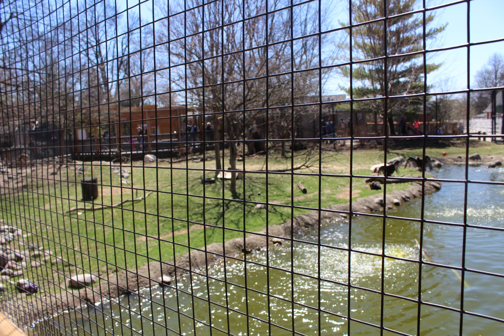 White-tailed Deer + Sandhill Crane + Turkey Vulture Exhibit - Wilds of Illinois