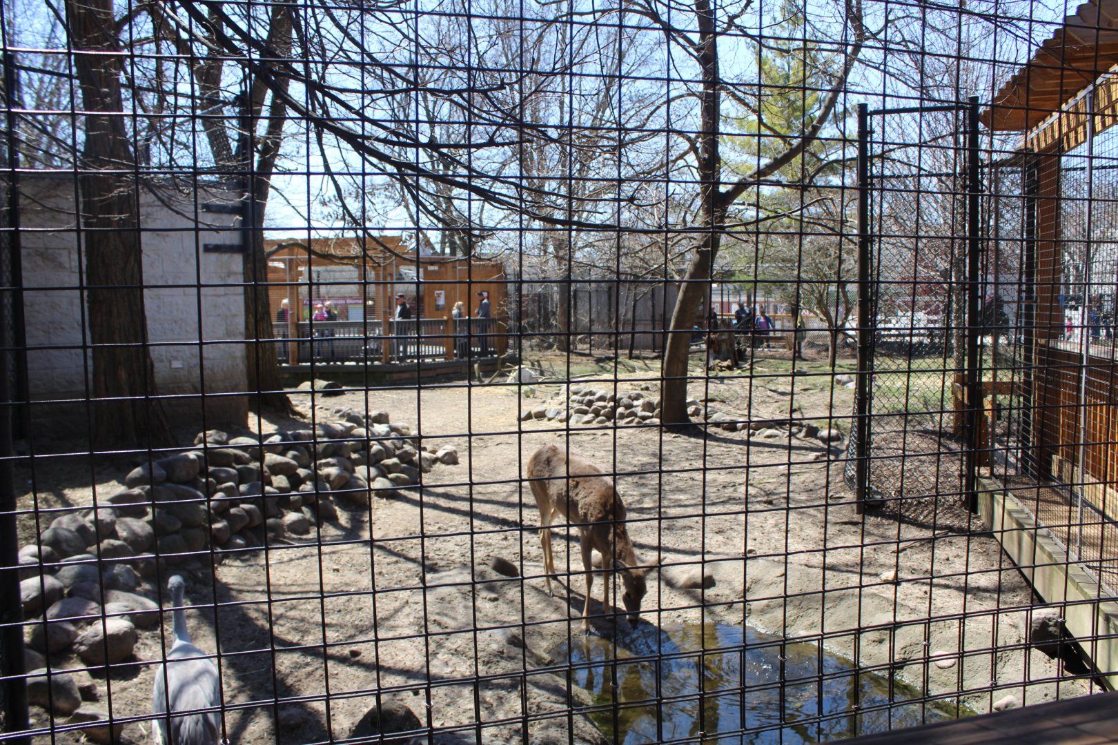 White-tailed Deer + Sandhill Crane + Turkey Vulture Exhibit - Wilds of Illinois