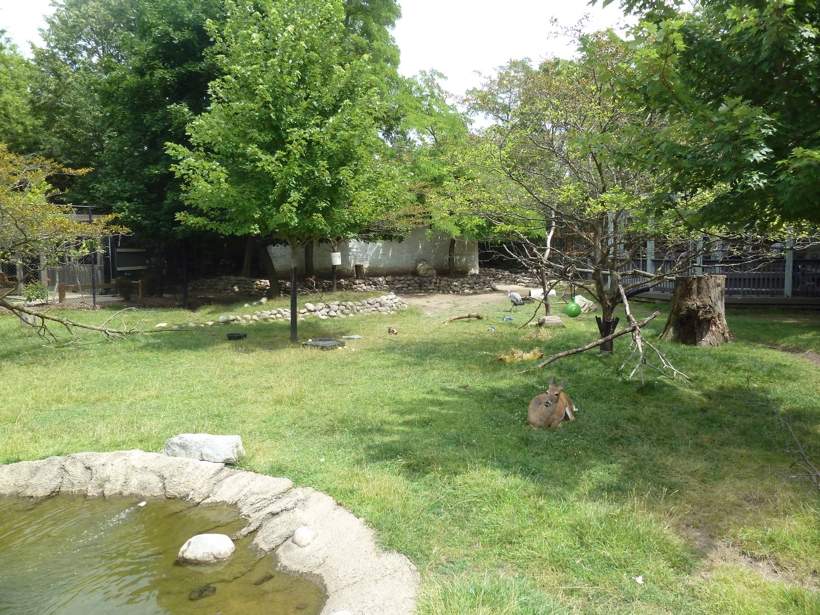 White-Tailed Deer/Sandhill Crane/Turkey Vulture Exhibit