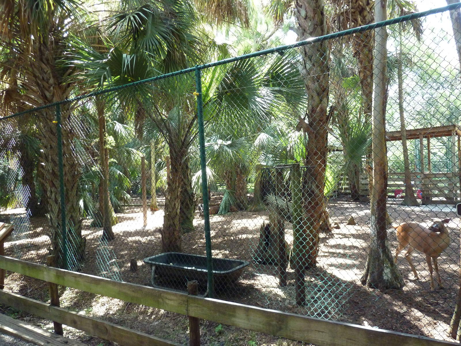 White-Tailed Deer/Sandhill Crane/Wild Turkey Exhibit