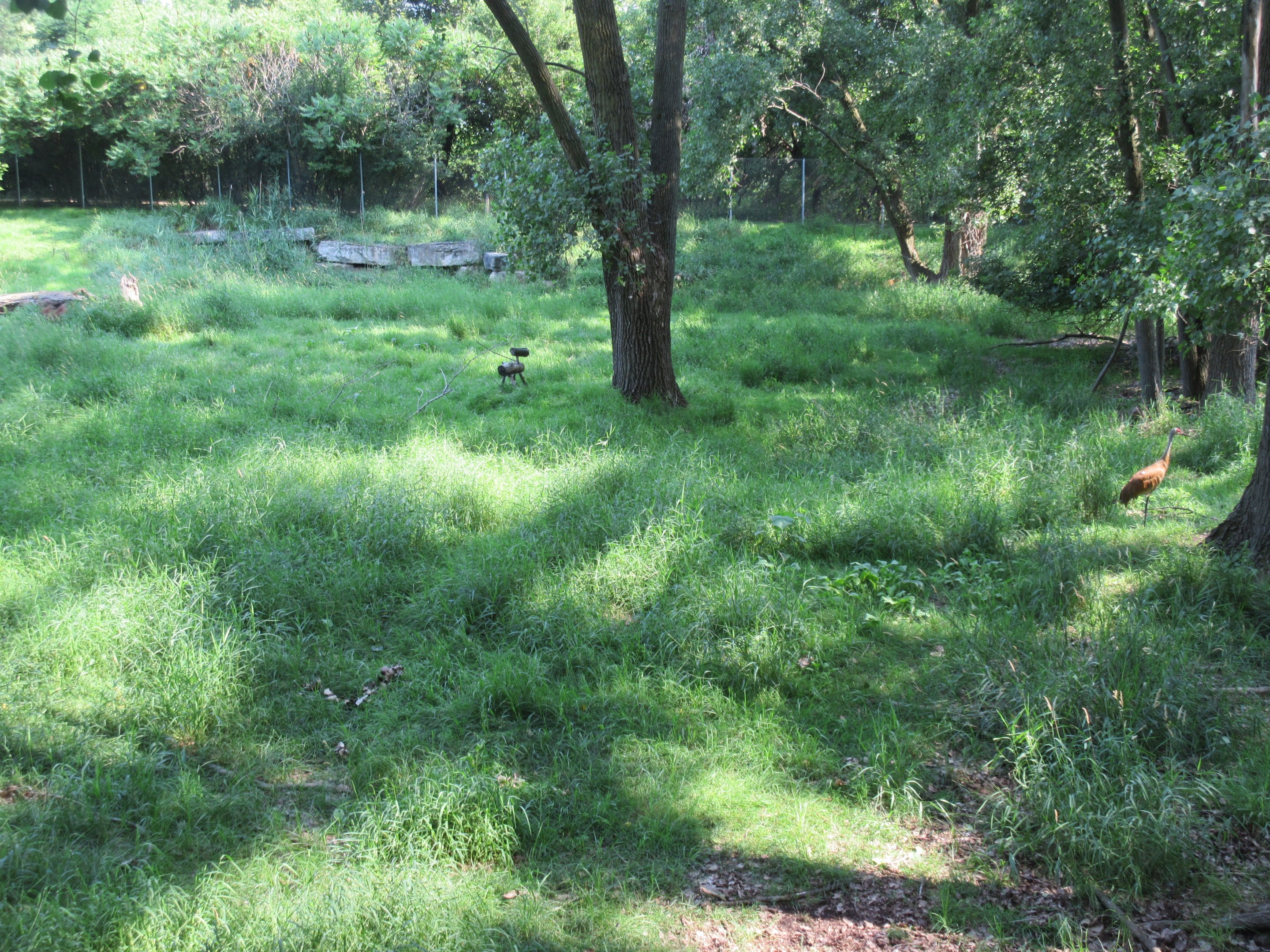 White-tailed Deer/Sandhill Crane/Wild Turkey Exhibit
