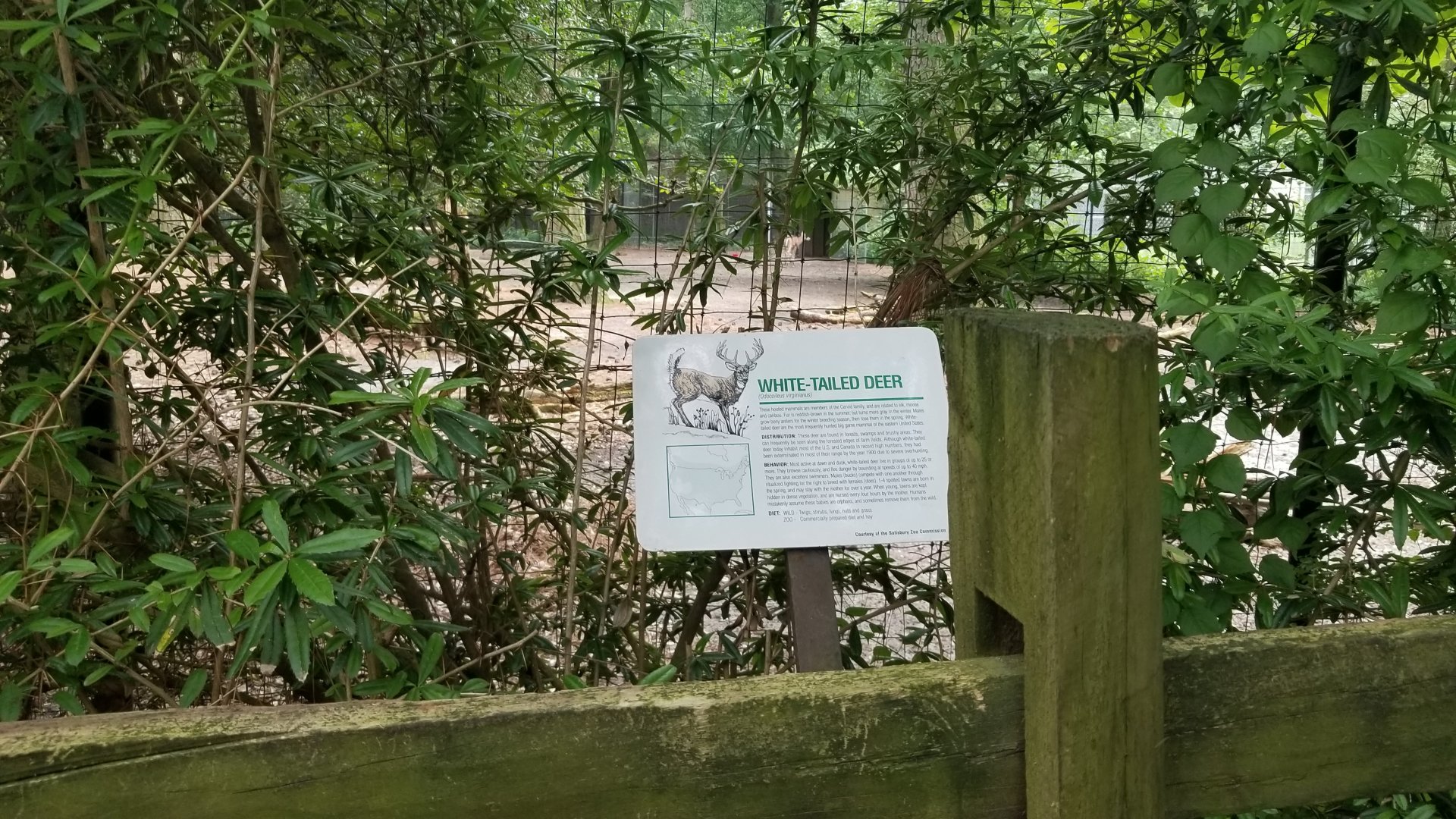 White-tailed deer sign