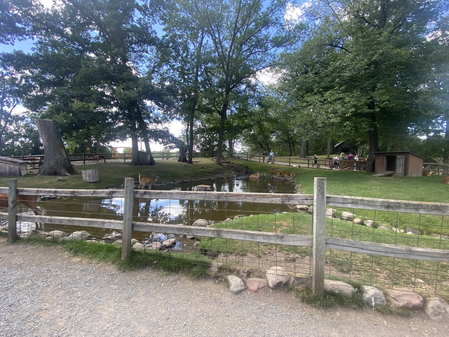 White-Tailed Deer/Sulcata Tortoise/Domestic Duck/Domestic Chicken Exhibit