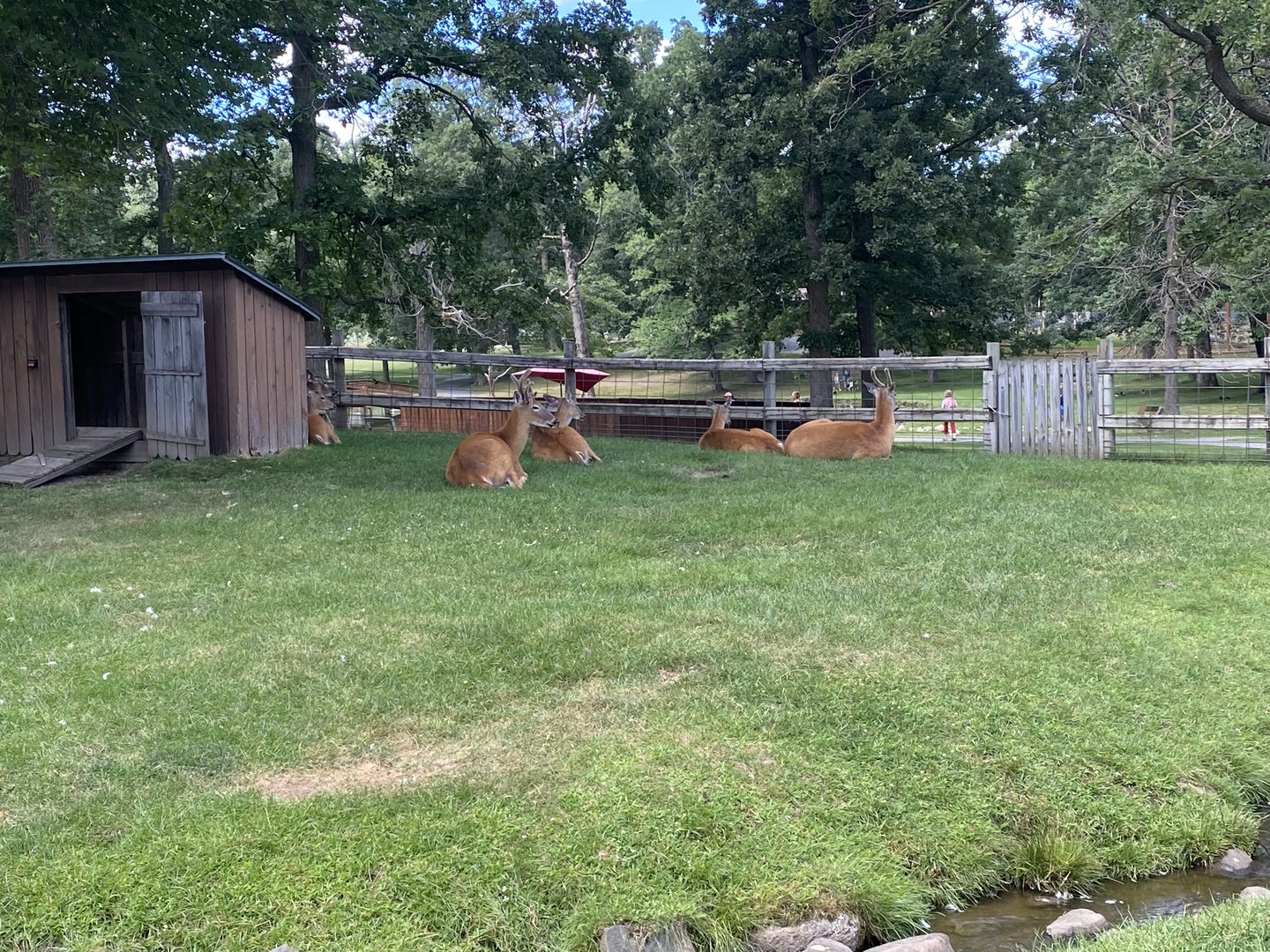 White-Tailed Deer/Sulcata Tortoise/Domestic Duck/Domestic Chicken Exhibit