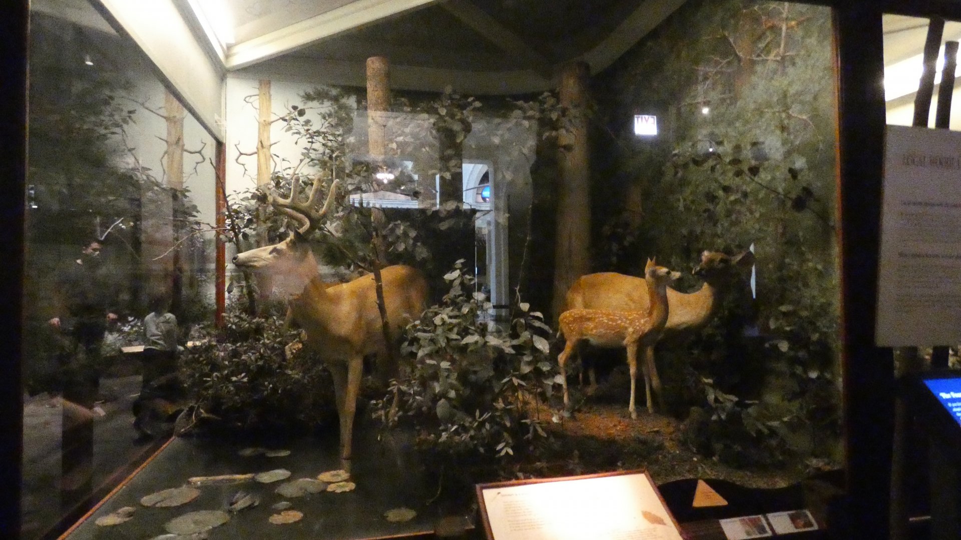White Tailed Deer Summer Display, American Wilderness Display - Feb. 2022