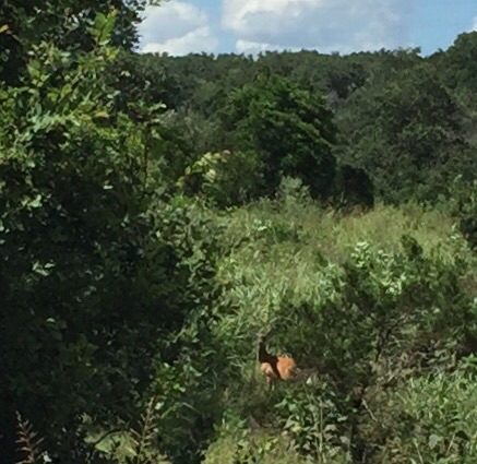 White-tailed Deer - Texas
