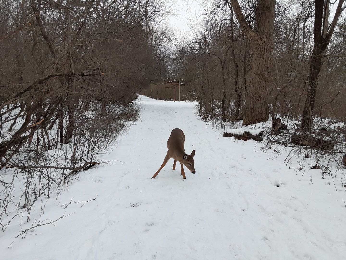 White Tailed Deer- Tifft Nature Preserve