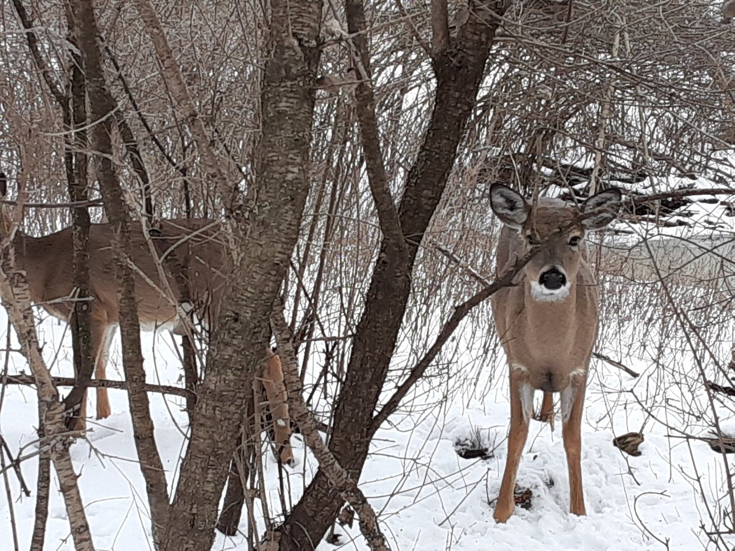 White Tailed Deer- Tifft Nature Preserve